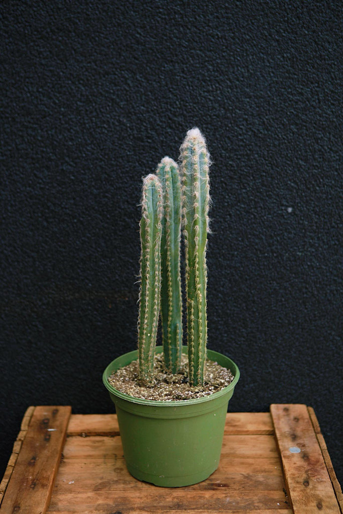 Pilocereus Cactus