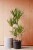 Dracaena Marginata