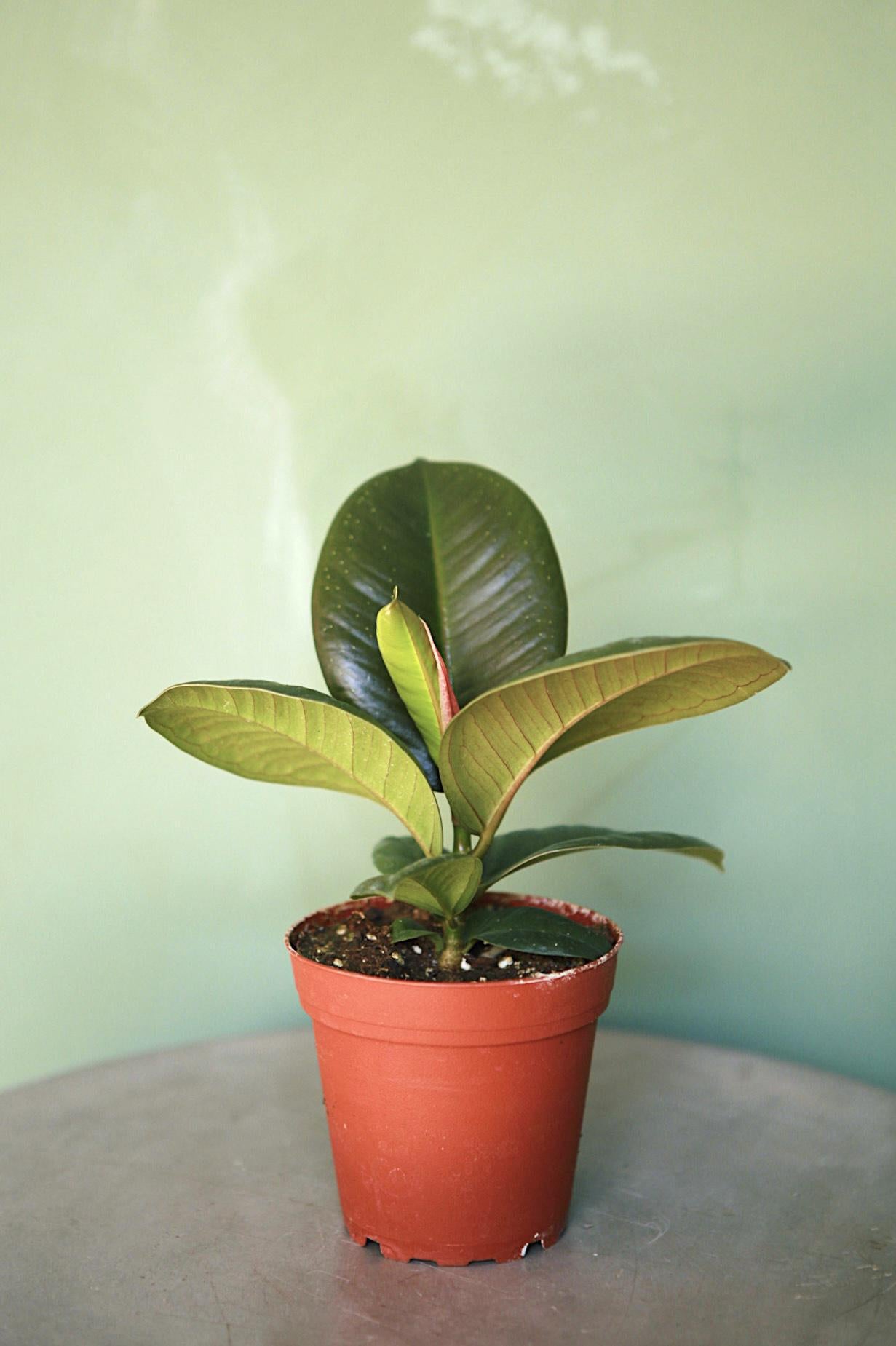 Rubber Plant 'Sofia'