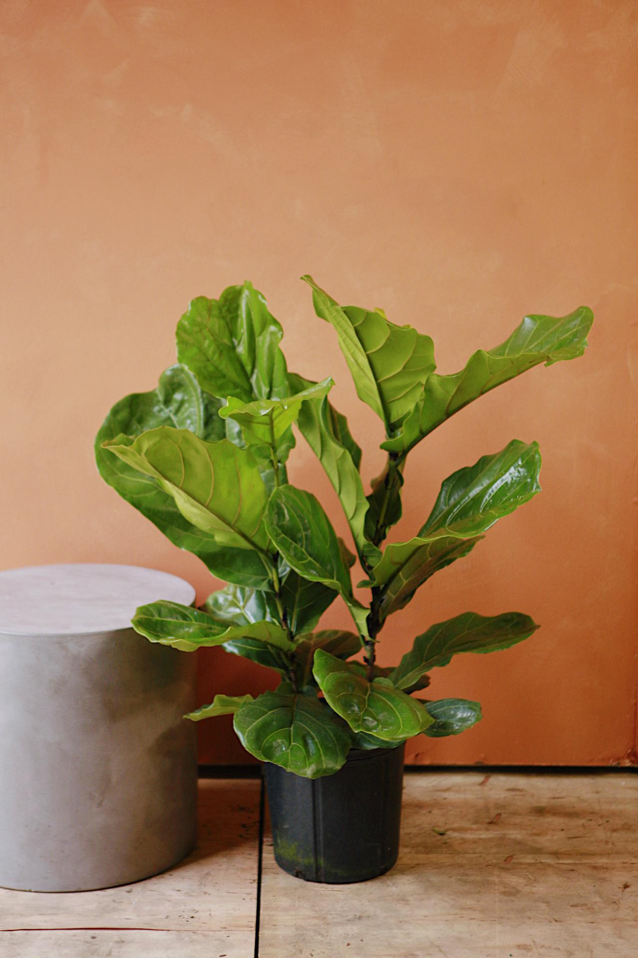 Fiddle Leaf Fig