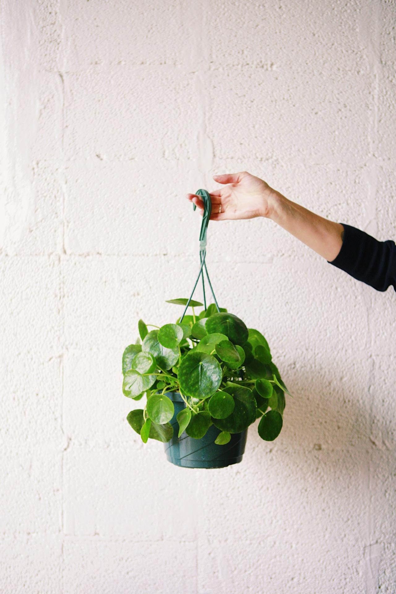 Coin Plant