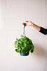 Coin Plant