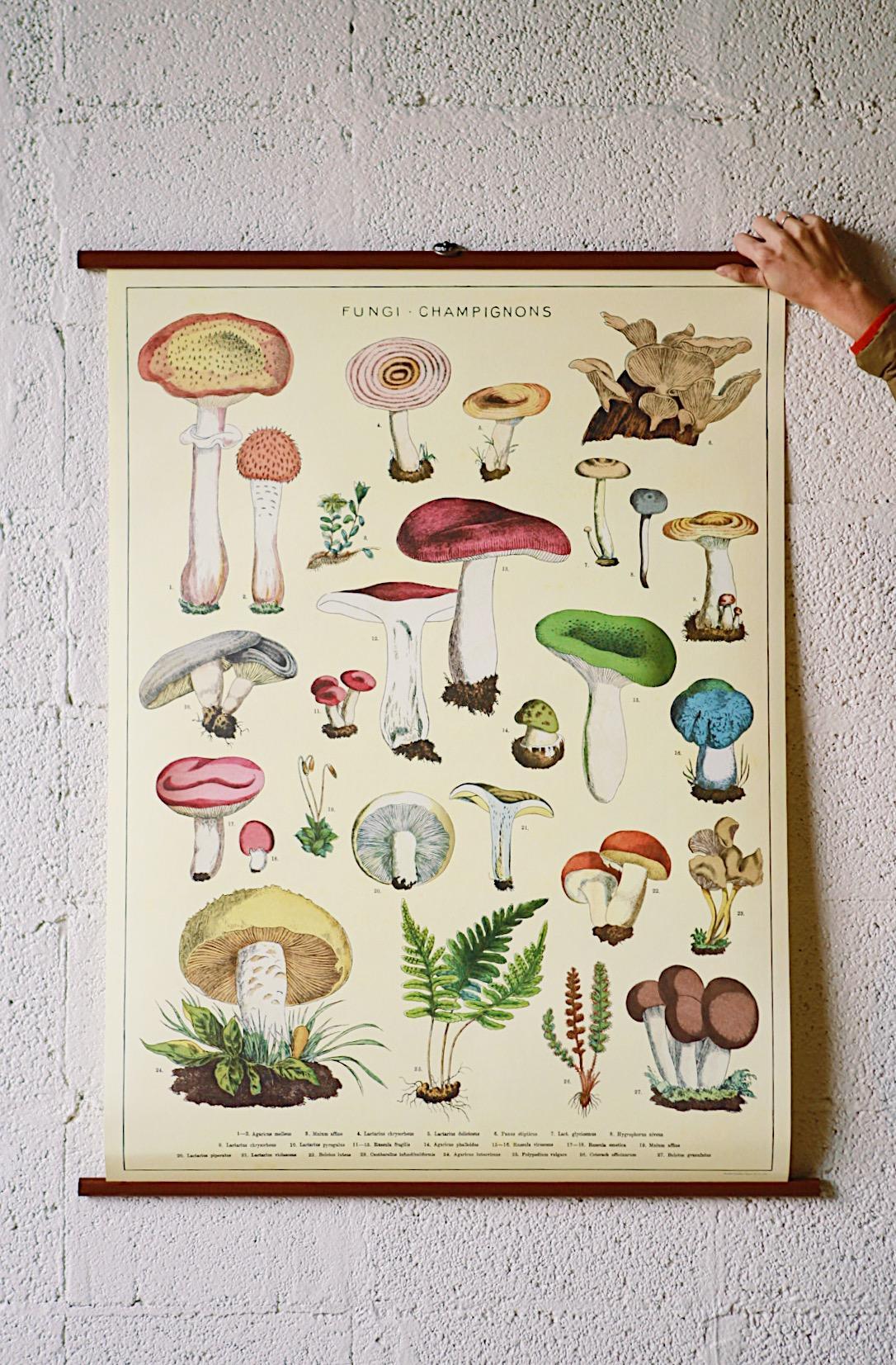 Vintage School Chart