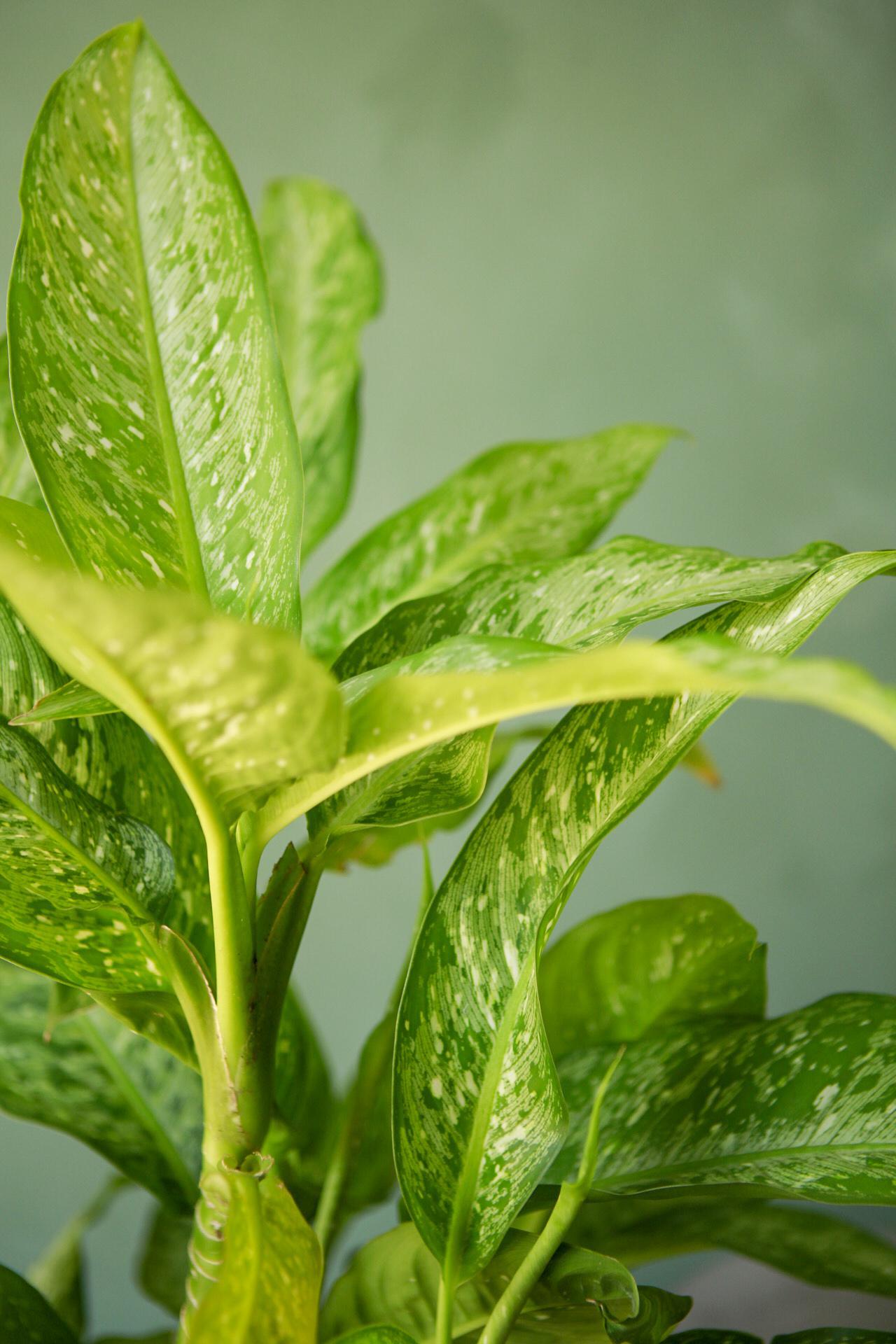 Dieffenbachia 'Tropic Rain'