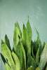 Snake Plant 'Moonshine'