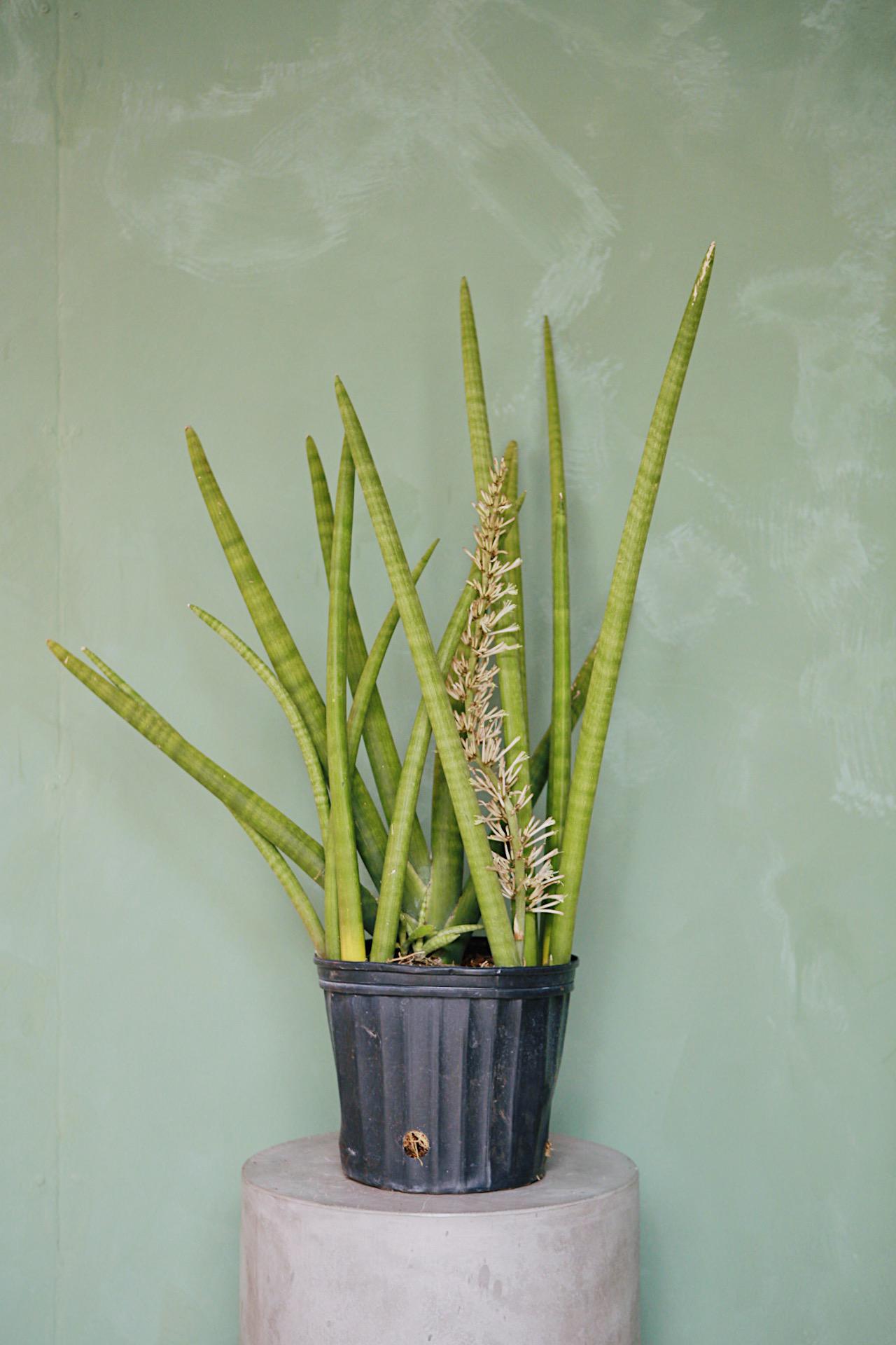Spear Snake Plant