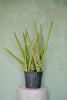 Spear Snake Plant