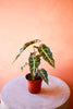Alocasia 'Polly'