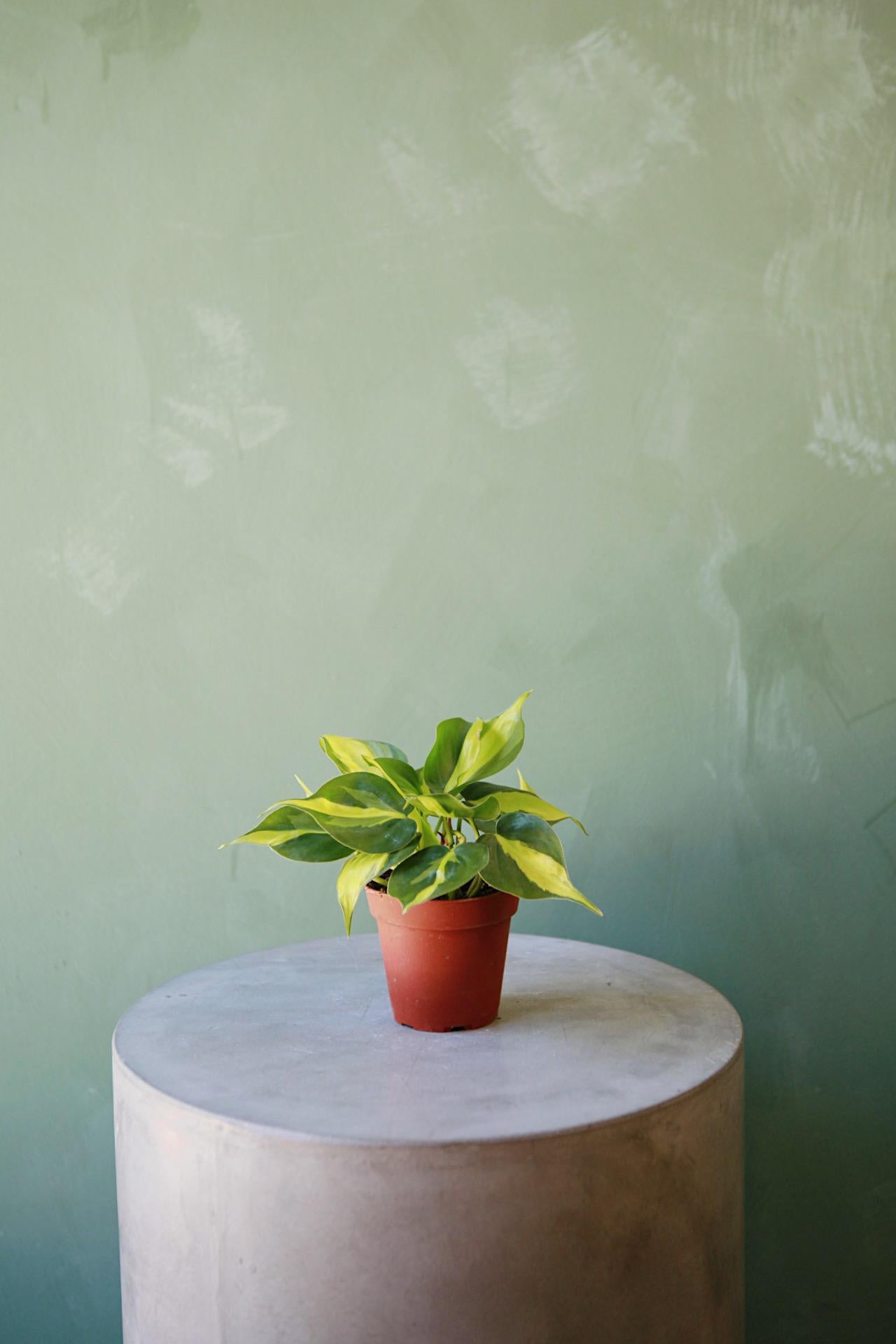 Philodendron 'Brasil'