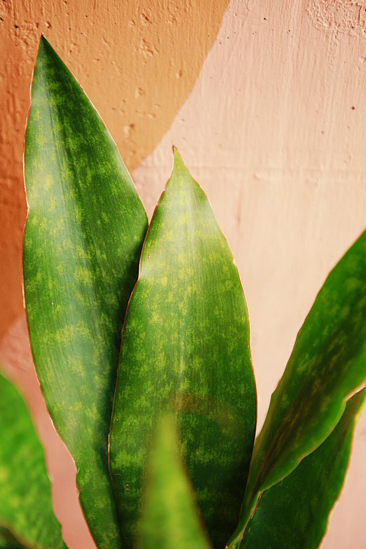 Snake Plant "Jaboa"