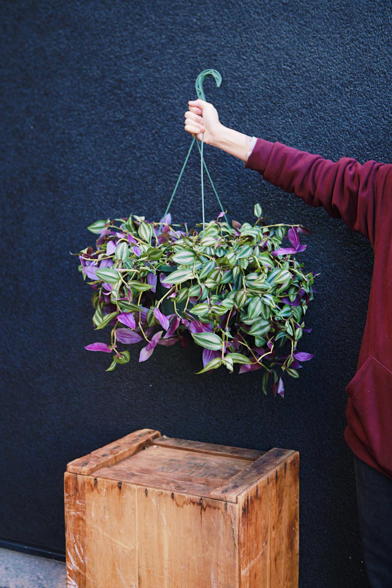 Tradescantia zebrina