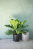 Anthurium 'Ruffles'