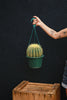 Golden Barrel Cactus