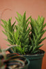 Aloe Exotic