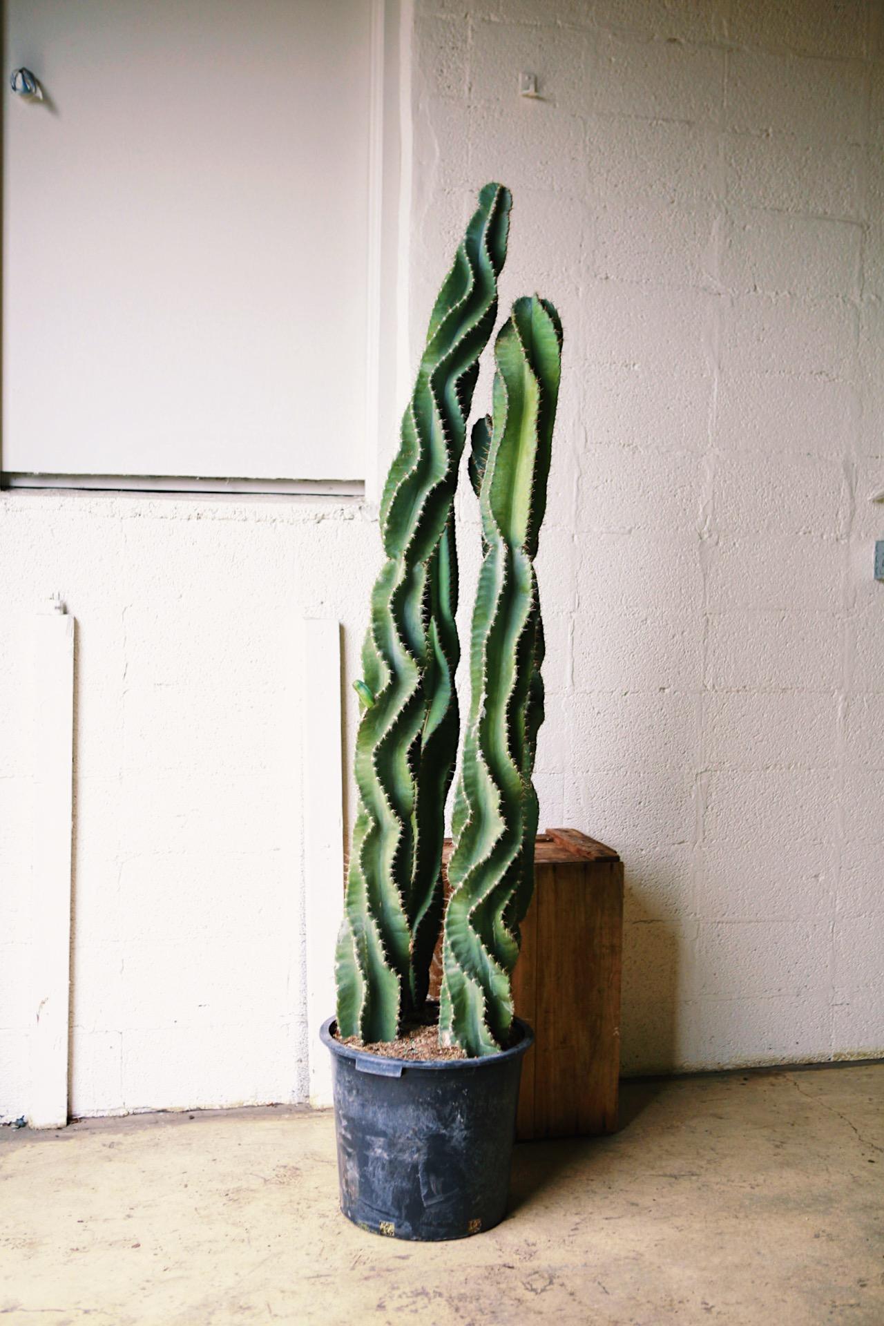 Spiral Cactus