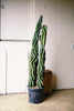 Spiral Cactus
