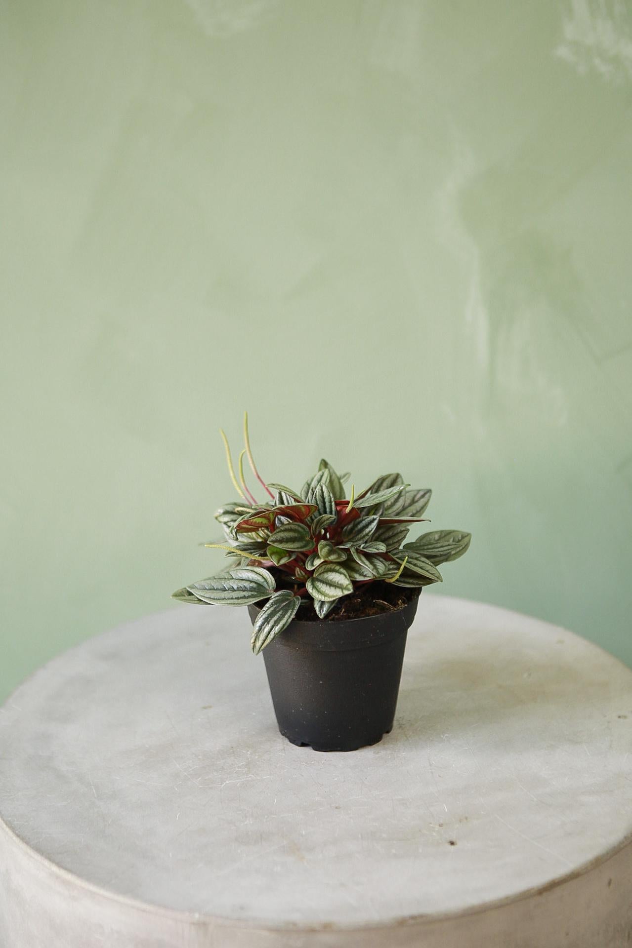 Peperomia 'Rosso'