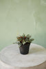 Peperomia 'Rosso'