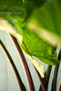 Alocasia 'Black Stem'