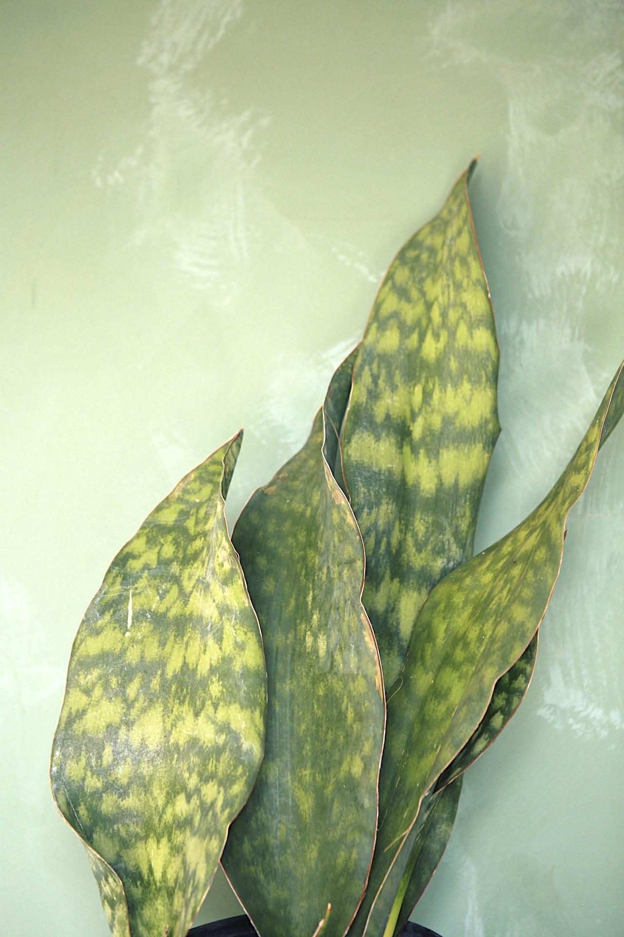 Whale Fin Snake Plant