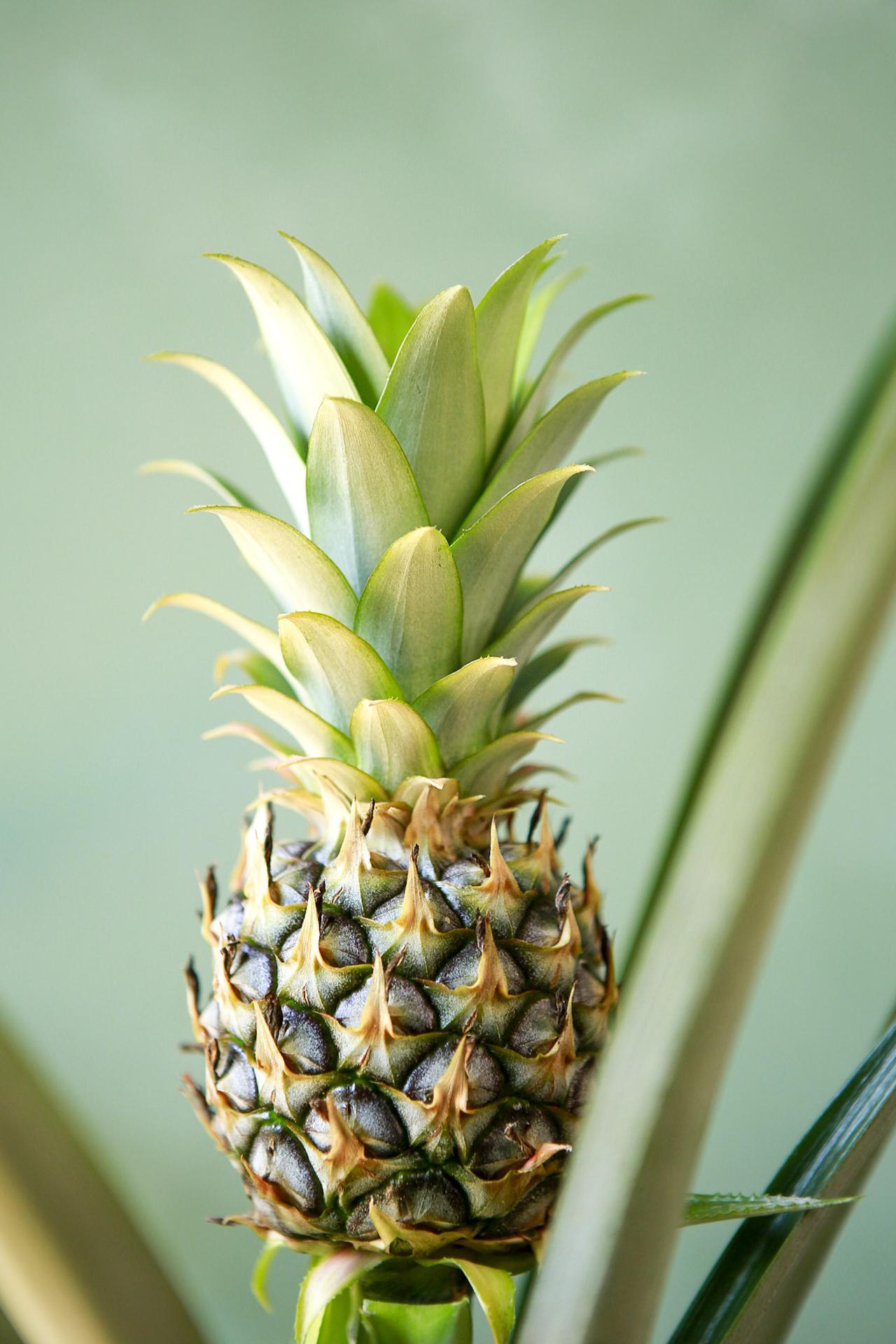 Bromeliad Pineapple