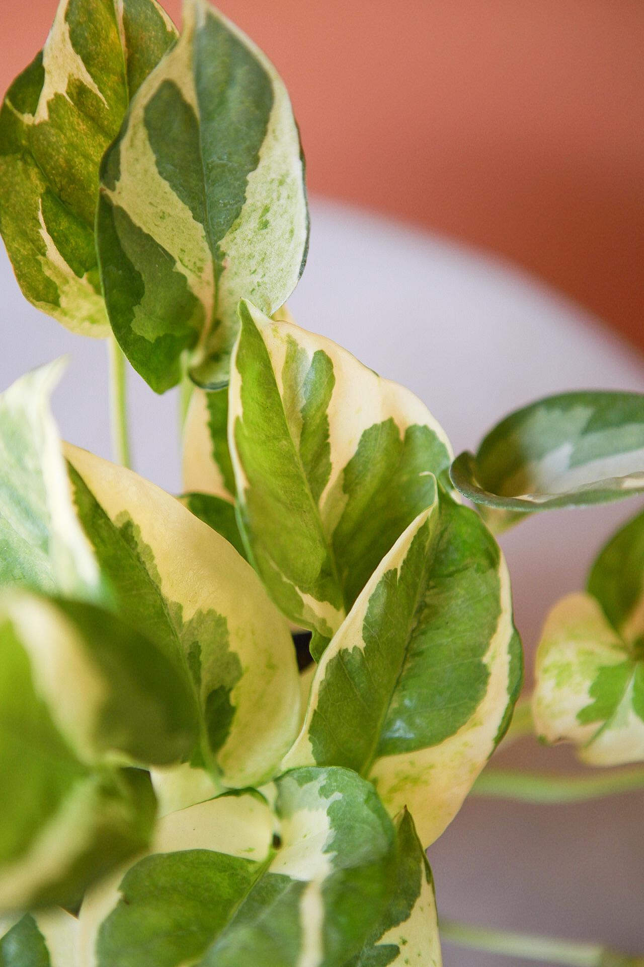 'Pearls & Jade' Pothos