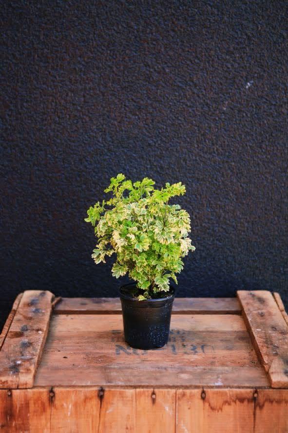 Golden Ming Aralia