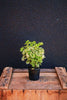 Golden Ming Aralia