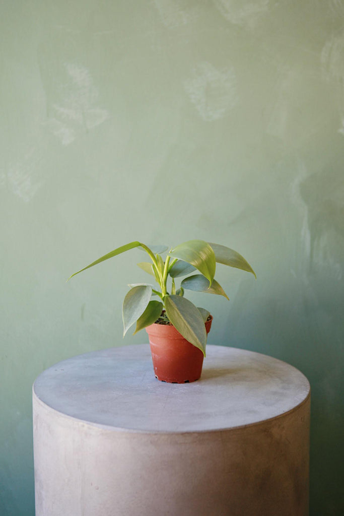 Philodendron 'Silver Sword'