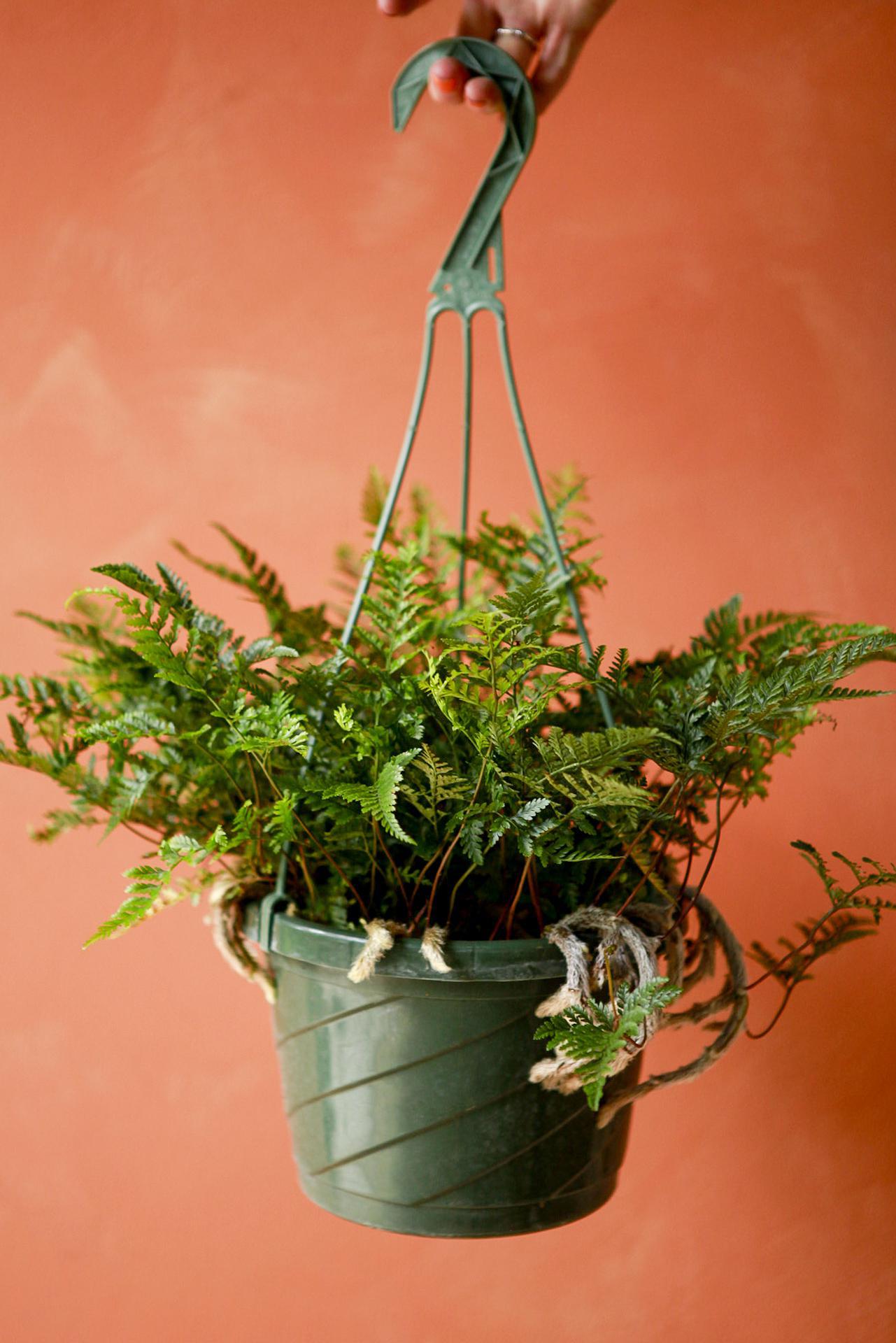 Rabbit's Foot Fern