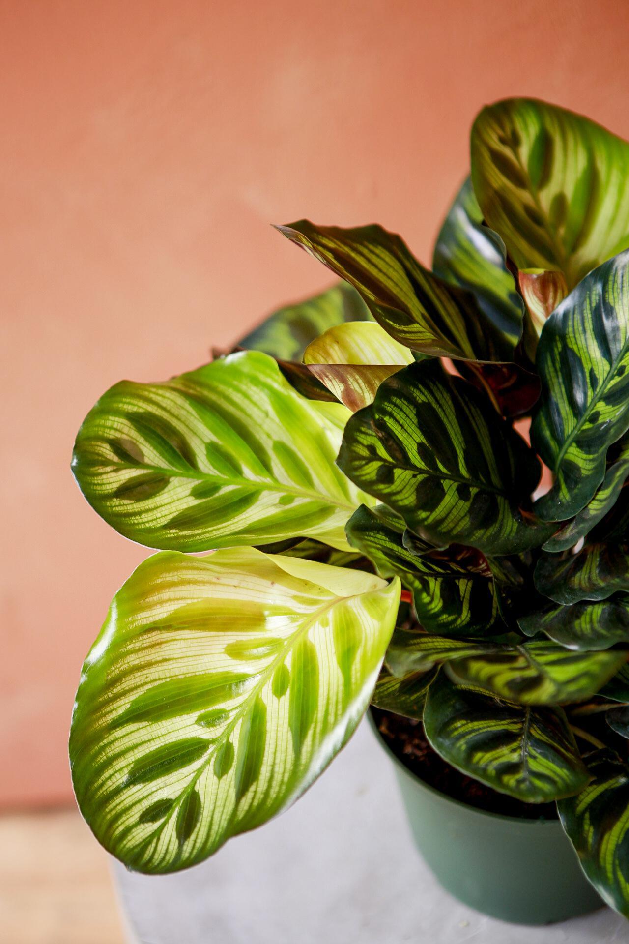 Peacock Calathea