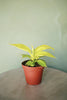 Philodendron 'Rush'