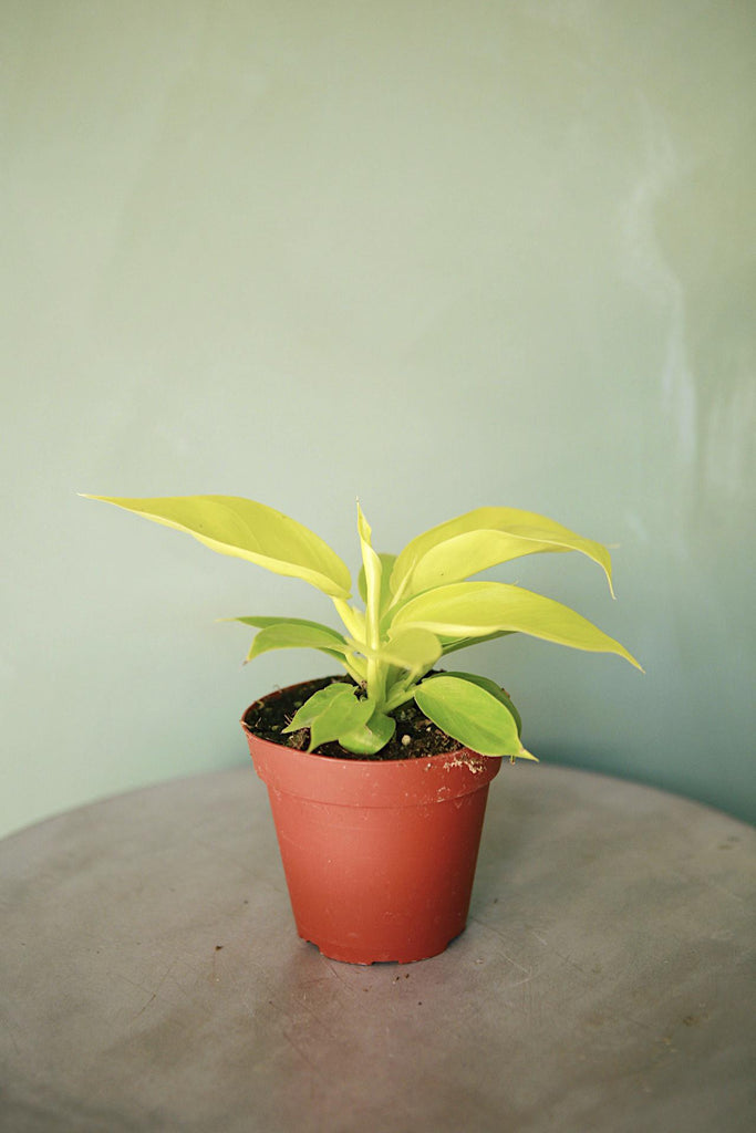 Philodendron 'Rush'