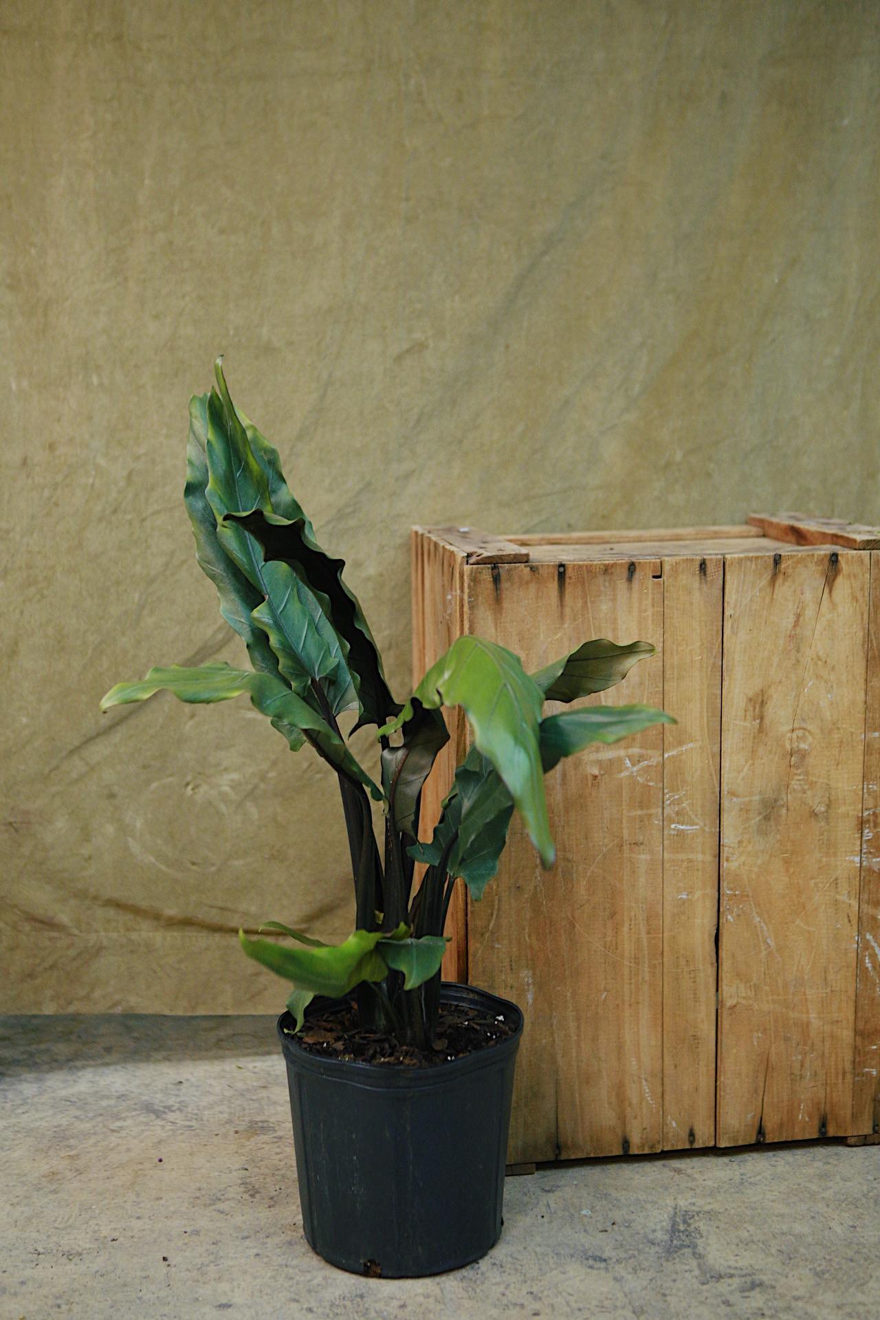 Alocasia 'Purple Sword'