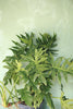 Philodendron "Radiatum"