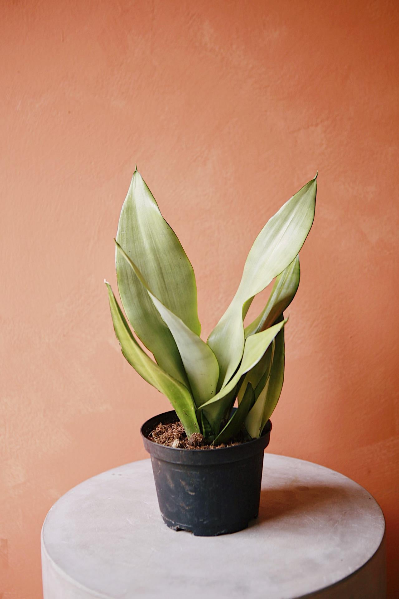 Snake Plant 'Moonshine'