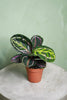 Calathea Medallion