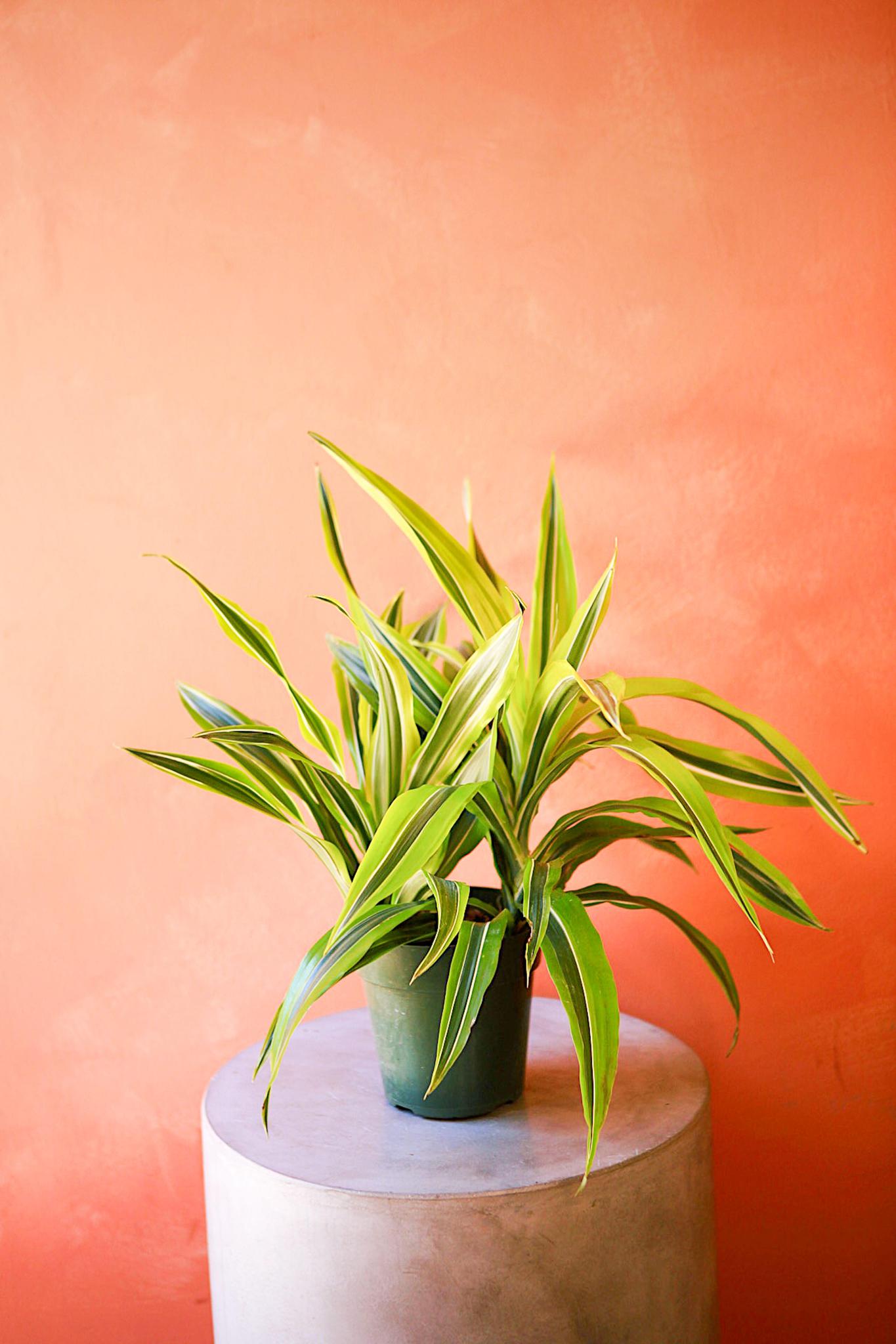 Dracaena 'Gold Star'