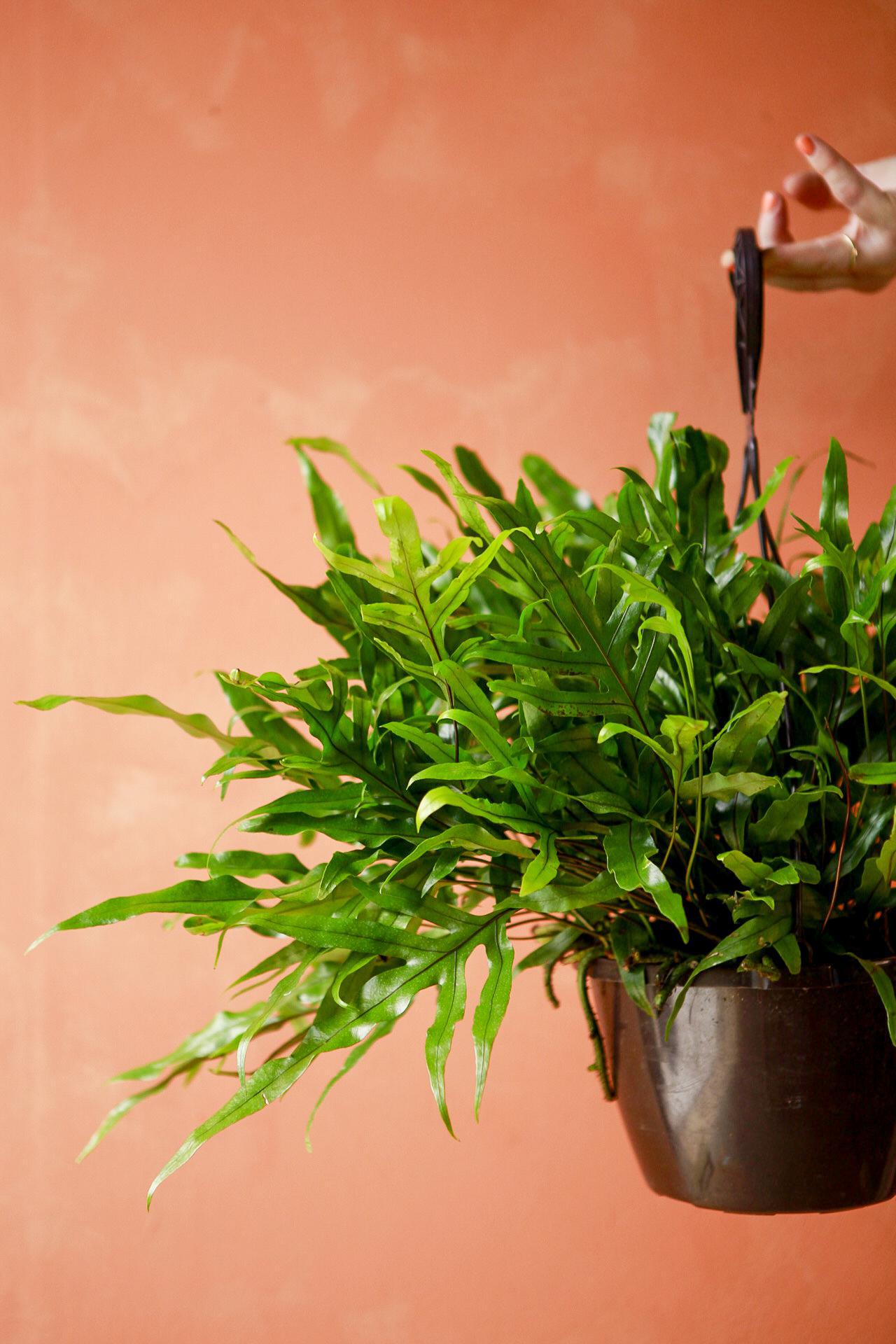 Kangaroo Paw Fern
