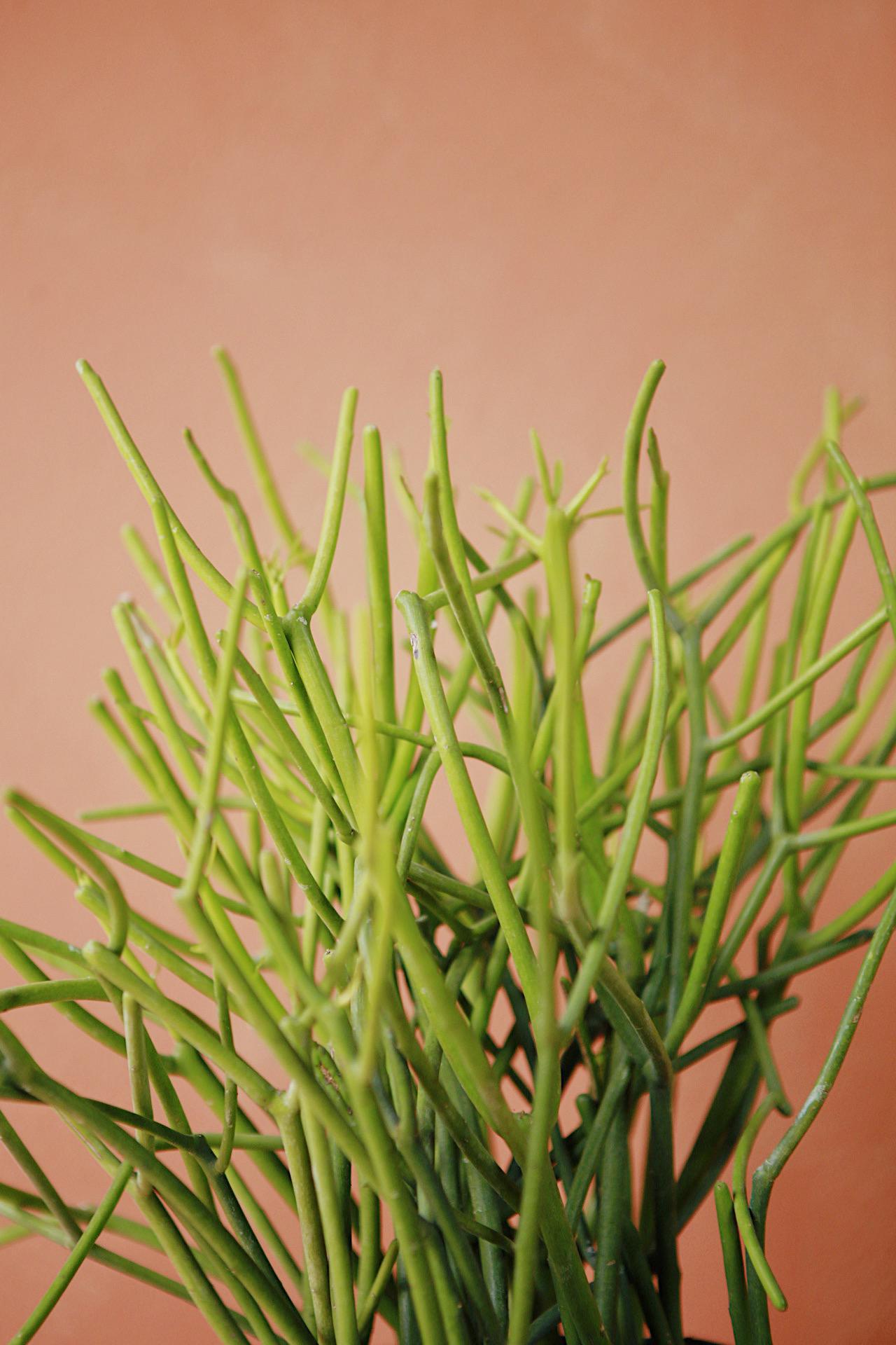 Pencil Cactus