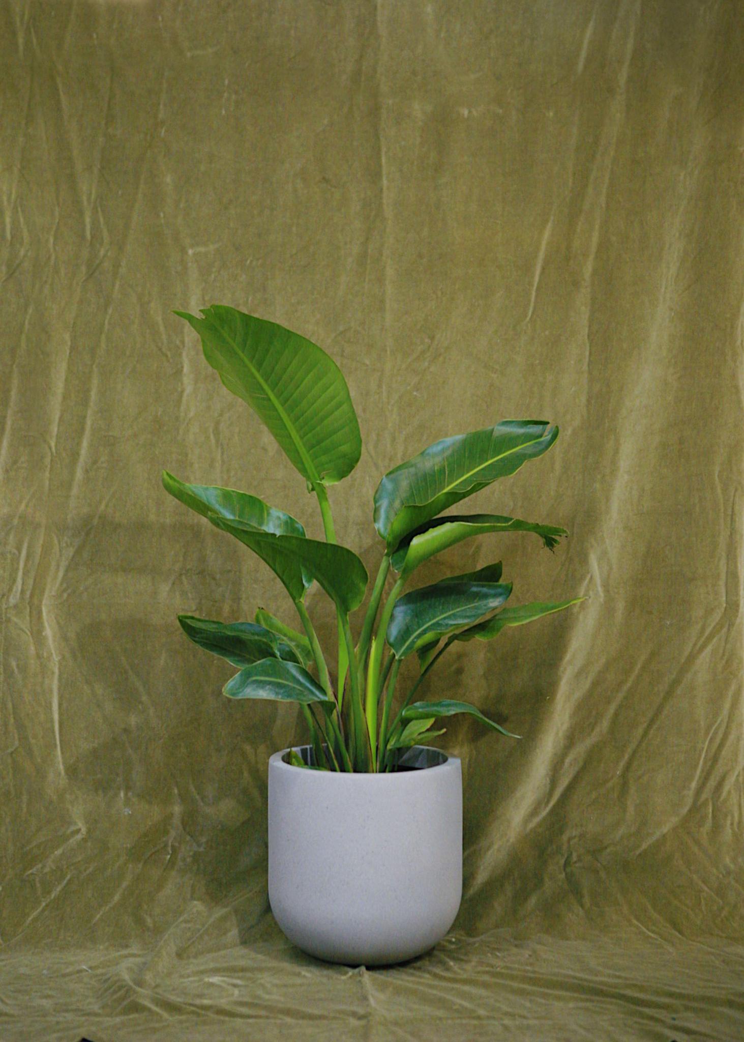 Wythe Planter