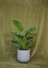 Wythe Planter