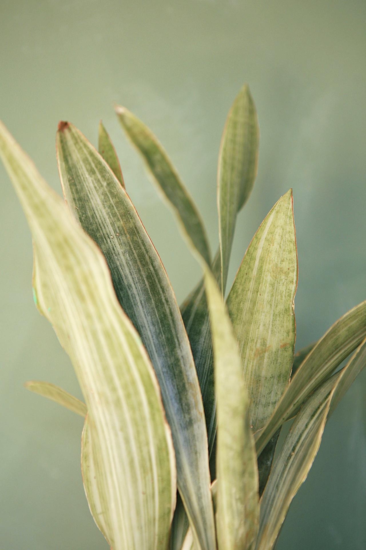 Snake Plant 'Sayuri'
