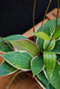 Hoya macrophylla
