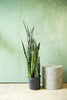 Snake Plant 'Wintergreen'
