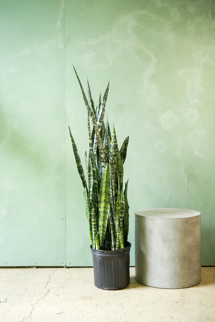 Snake Plant 'Wintergreen'