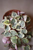 String of Hearts 'Pretty Pink'