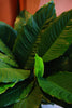 Spathiphyllum maracay
