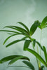 Lady Palm