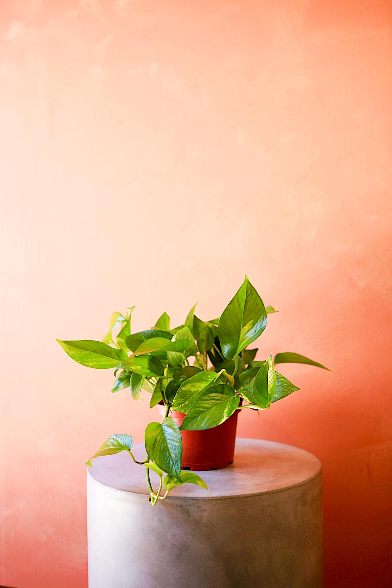 Golden Pothos